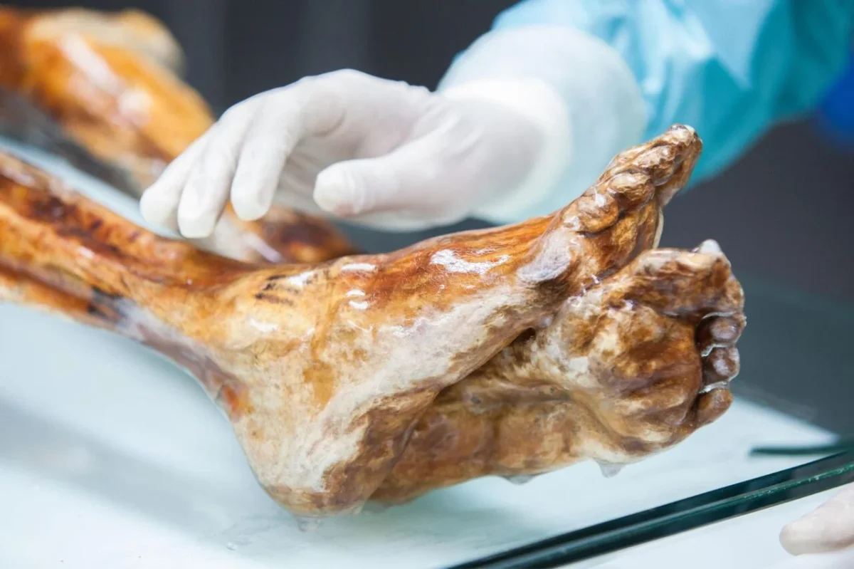 5,300-Year-Old Ötzi the Iceman’s Microbes Reveal Secrets of Ancient Survival